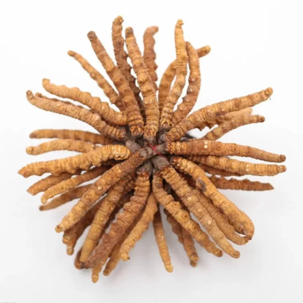 1g Cordyceps sinensis whole dried mushrooms (Yartsa Gunbu, caterpillar fungus)